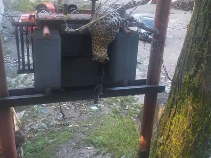 Leopard electrocuted in Karnah Kupwara