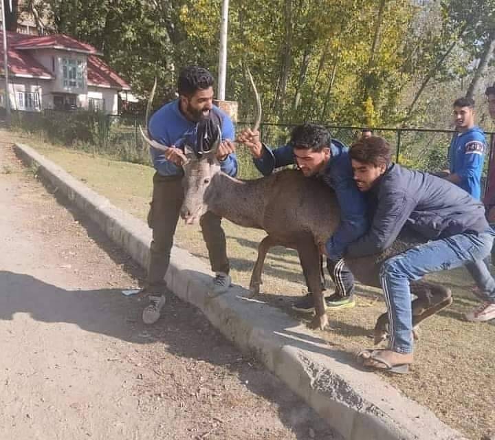 Hangul captured in Awantipora, shifted to Dachigam National Park