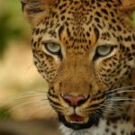 15 25 52 Leopard 660x400 1