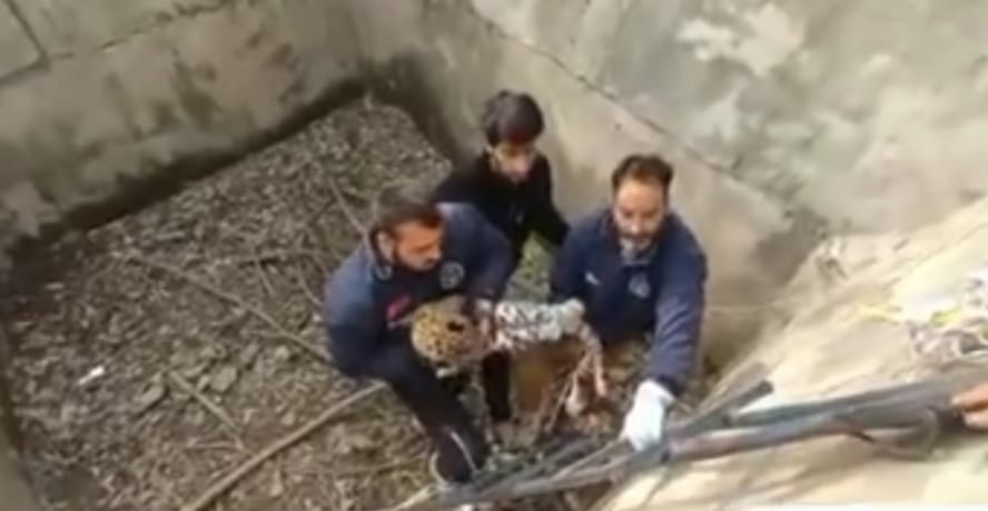 Leopard Falls into Water Tank in Brakpora Anantnag, Rescued