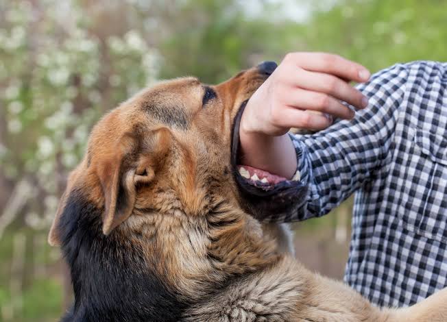 232 Dog Bite Cases Reported In Leh In 2023: CMO