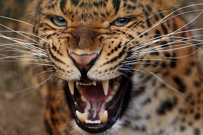 Suspected Leopard Attack in Sharakwara Wagoora Village