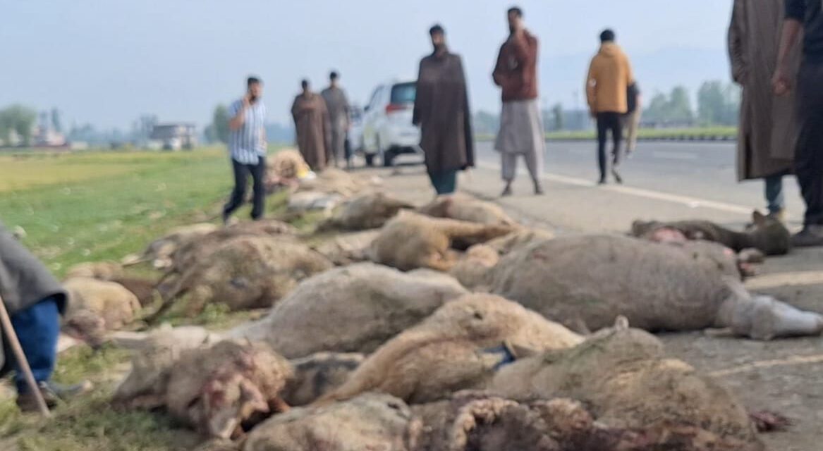 Speedy tempo vehicle crushes 60 sheep to death, injures 40 in Kulgam