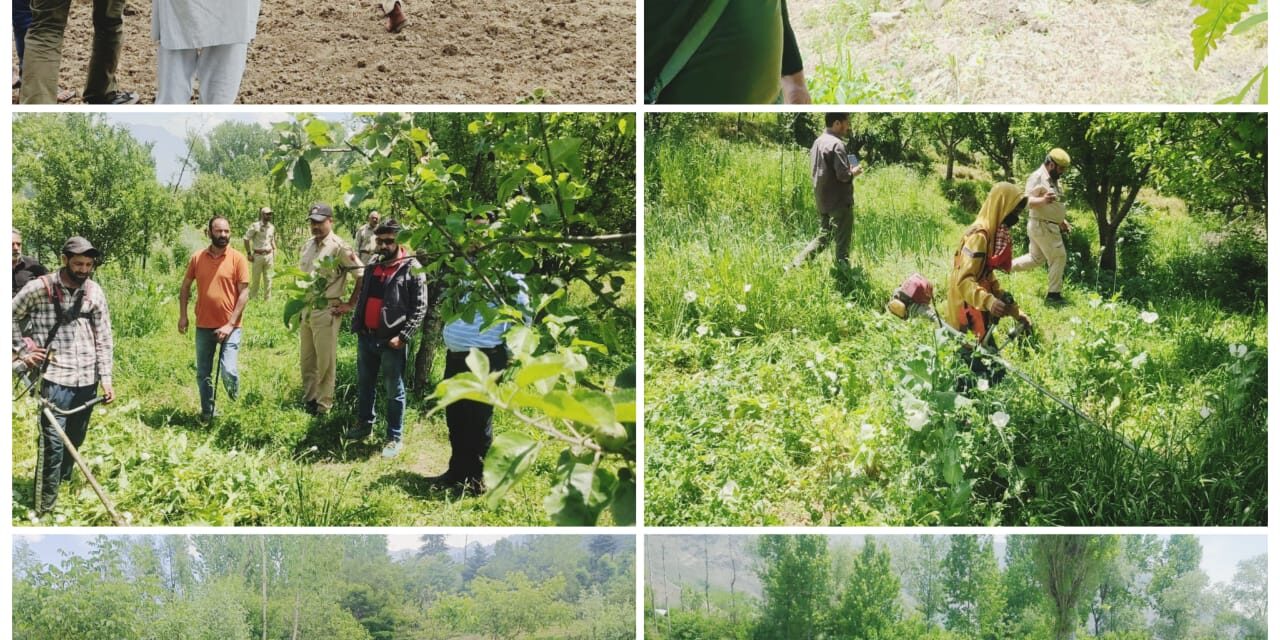 Police alongwith revenue and excise department launch poppy destruction drive in Ganderbal.