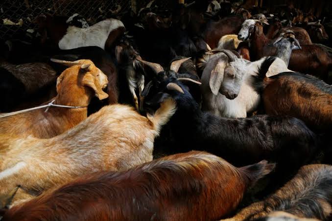 Ensure availability of sacrificial animals on reasonable prices at all sale spots: Div Com Kashmir to officers