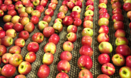 Kashmir’s apples remain in cold storage for 10 months, prices plummet, say growers