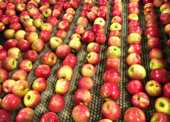 Kashmir’s apples remain in cold storage for 10 months, prices plummet, say growers