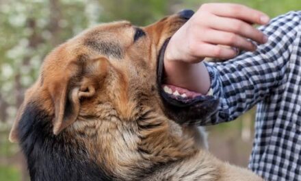 Nearly 30.5 lakh dog bite cases in 2023; 286 persons died due to dog bite: Govt