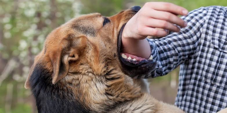 Nearly 30.5 lakh dog bite cases in 2023; 286 persons died due to dog bite: Govt