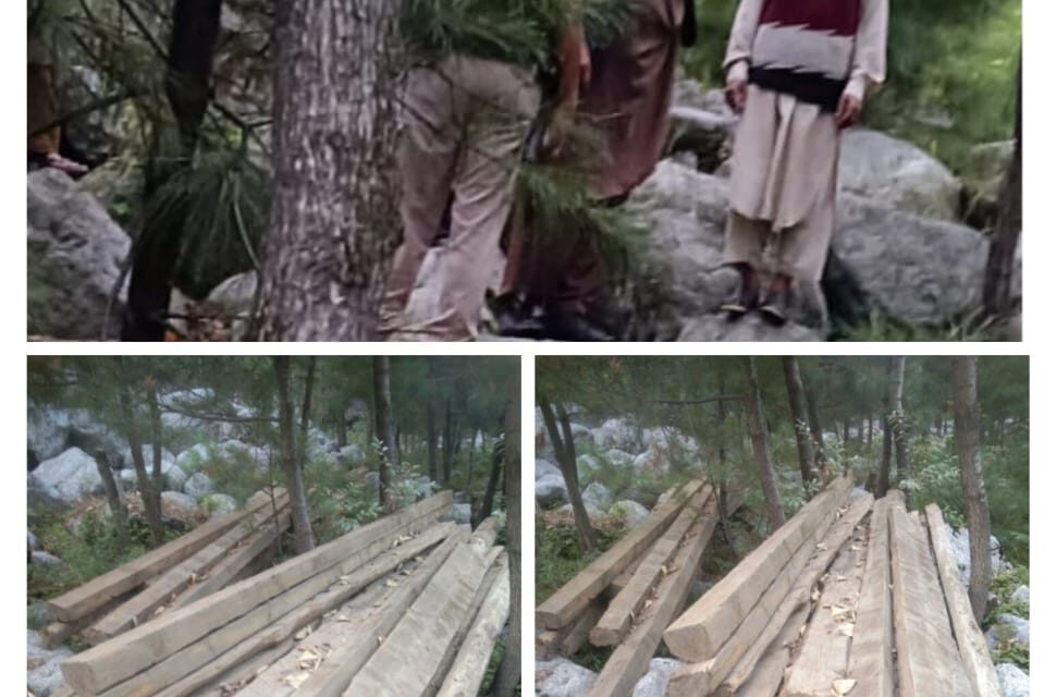 Police recovers Illicit timber in Baramulla, 5 accused arrested