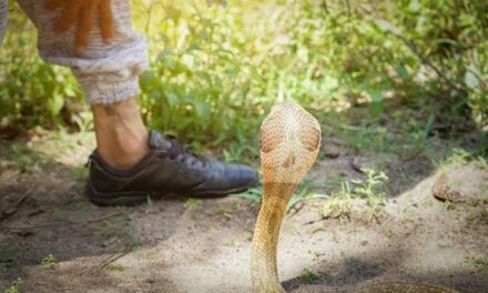 Snake bite leaves boy injured in Srinagar’s uptown