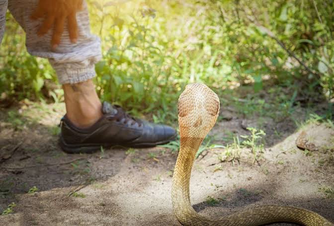 Snake bite leaves boy injured in Srinagar’s uptown