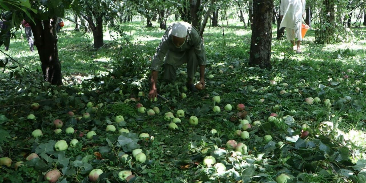 Hailstorm causes extensive damage to apple crops in Kulgam