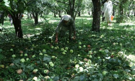 Hailstorm causes extensive damage to apple crops in Kulgam