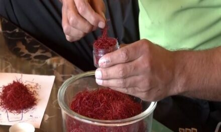 Saffron in peril: Kashmir’s golden harvest threatened by global warming