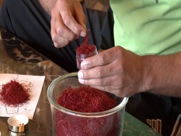 Saffron in peril: Kashmir’s golden harvest threatened by global warming