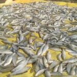 Thousands of fish die at Bandipora farm after unknown persons cut water supply