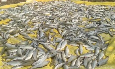 Thousands of fish die at Bandipora farm after unknown persons cut water supply