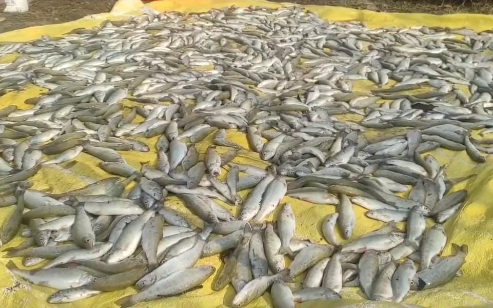 Thousands of fish die at Bandipora farm after unknown persons cut water supply