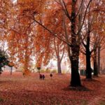 Kashmir in Autumn: A Golden Paradise