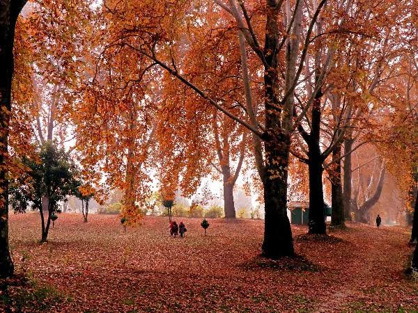 Kashmir in Autumn: A Golden Paradise