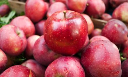 Prices of apples fall in Poonch, locals urge govt to keep Mughal Road open throughout year