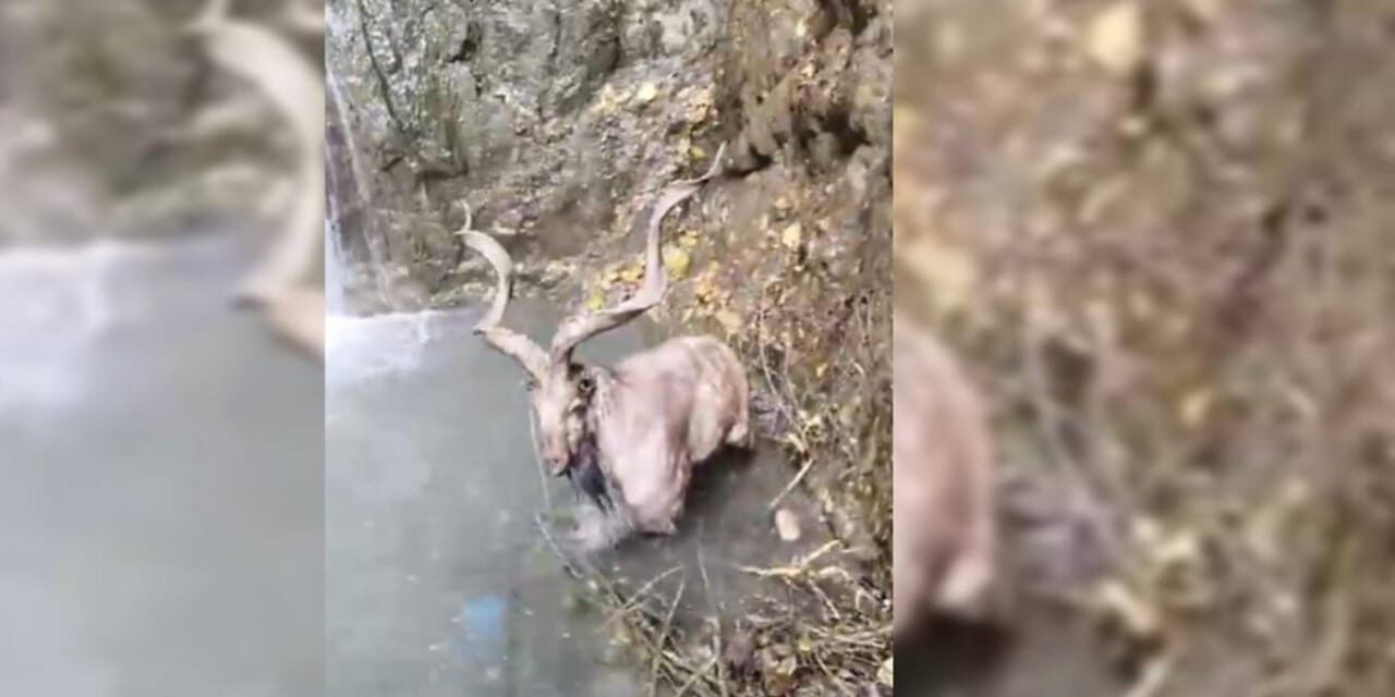 In rare appearance, Markhor spotted in Baramulla village