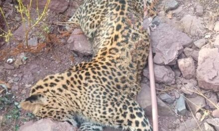 Leopard found dead in J&K’s Rajouri