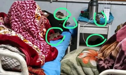 Patients Struggle with Rat Infestation at RIMS in GMC Anantnag