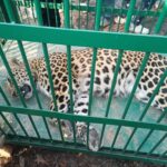 Leopard Captured Alive by Wildlife Officials in Budgam