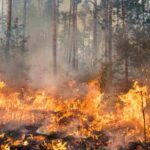 Forest fire surge due to human negligence: Experts