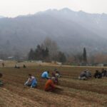 Preparations in full swing for opening of Asia’s largest Tulip garden in Srinagar