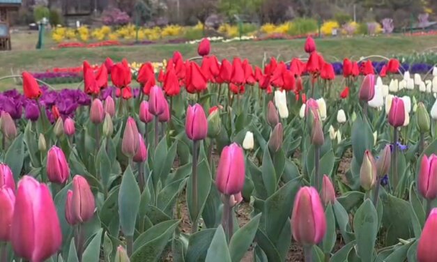Fresh snowfall and Tulip Garden developments boost Kashmir’s tourism
