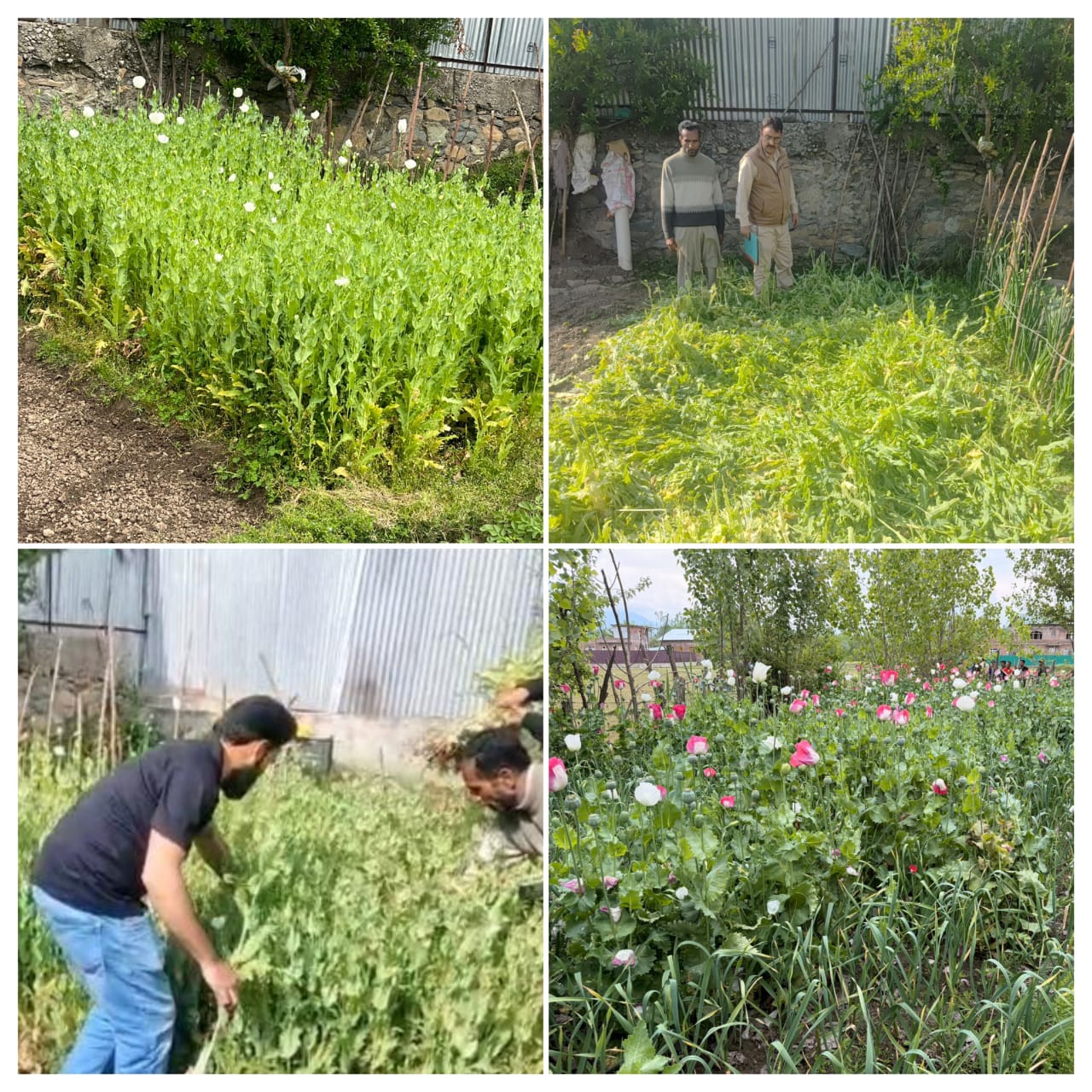 Ganderbal Police Destroy Illicit Poppy Cultivation, Register Two Cases