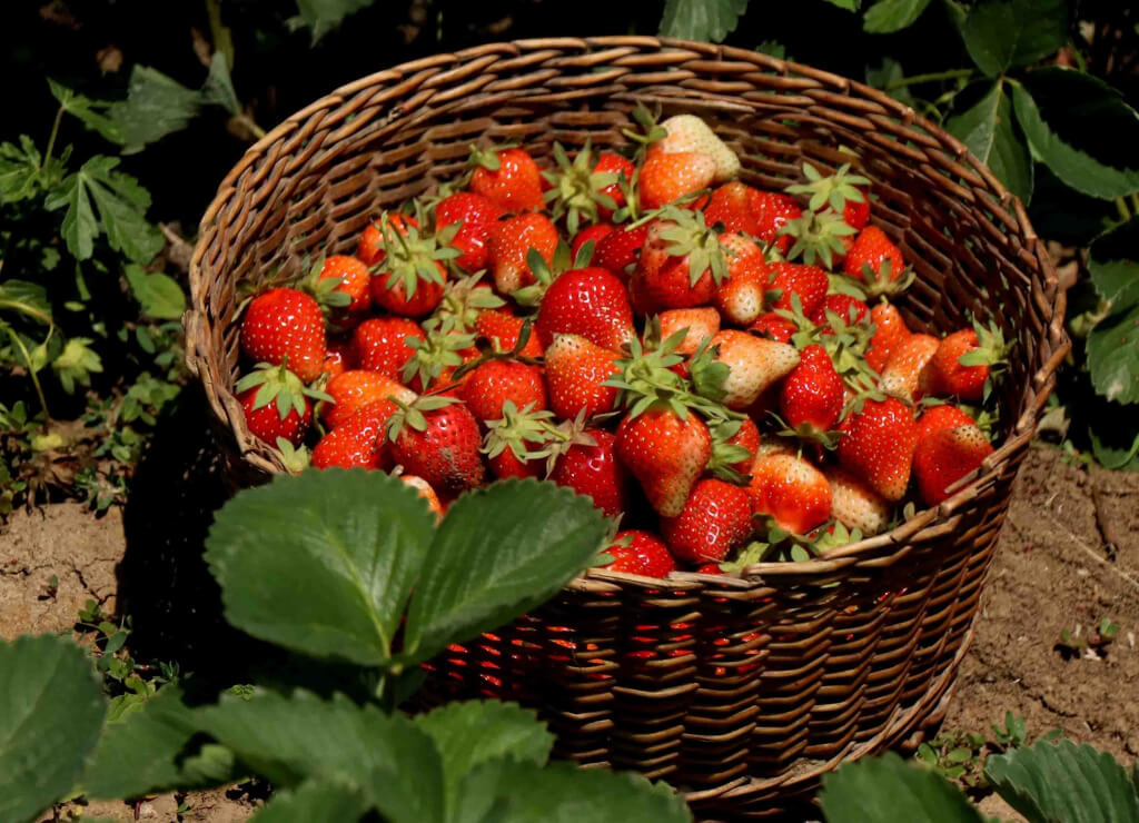 Strawberry Harvest Begins in Kashmir’s Gassoo, Marking Start of Fruit Season