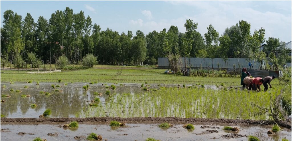 Paddy Sowing Gains Momentum Across Ganderbal Villages