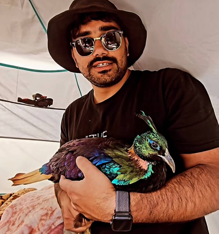 Baramulla Youth Rescues Rare Himalayan Monal in Sonamarg, Hands It Over to Wildlife Authorities