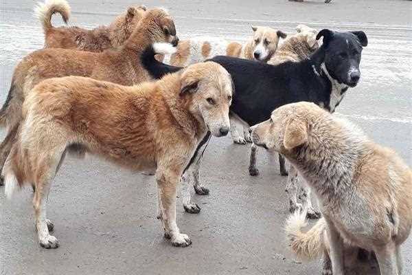 Stray Dog Menace Triggers Fear in Srinagar’s Natipora After Multiple Residents Injured