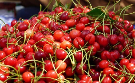 Ganderbal Orchards Witness Busy Harvest as Cherry Season Peaks