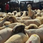 kashmiri muslims gather livestock market around world 550nw 13986326p