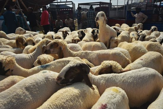 Ganderbal Residents Seek Regulation of Sacrificial Animal Prices Ahead of Eid-ul-Adha