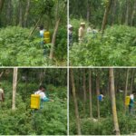 Ganderbal Police conducts wild bhang destruction drive in Shadipora 1 IMG 20260607 WA0006 1