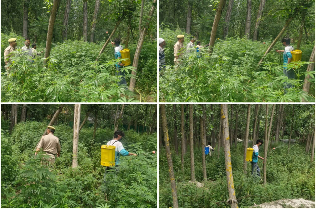 Ganderbal Police conducts wild bhang destruction drive in Shadipora