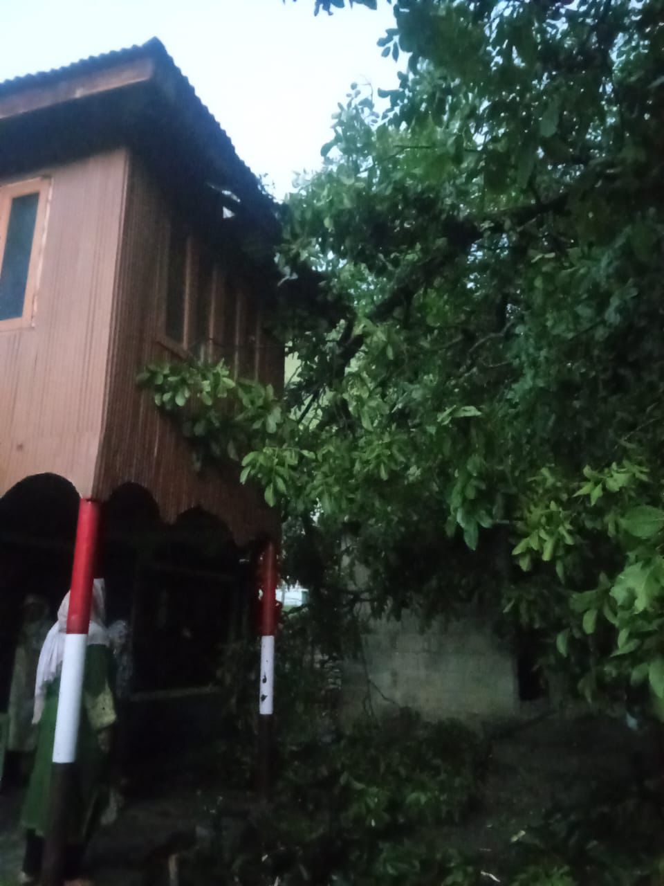 Walnut Tree Branch Falls on House in Poshkar Kangan, Family Escapes Unhurt
