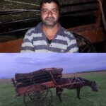 J&K Police arrest forest theft accused in Sopore; Timber and Horse Cart seized 2 Police arrest forest theft accused in Sopore