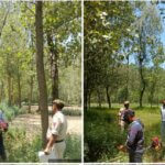 Wild Cannabis Destroyed in Ganderbal as Police Intensify Anti-Drug Campaign 1 IMG 20260709 WA0019