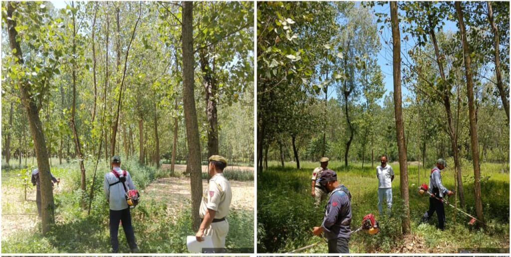 Wild Cannabis Destroyed in Ganderbal as Police Intensify Anti-Drug Campaign