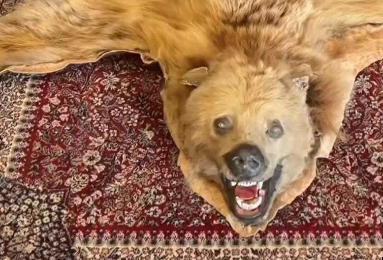 Wildlife Department Seizes Animal Articles from Nishat Guest House; Owner Asked to Produce Documents