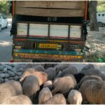 Pulwama Police Recover 41 Stolen Sheep, Two Booked; Vehicle Seized 1 IMG 20260819 WA0013