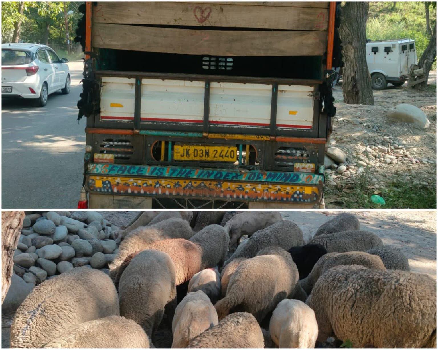 Pulwama Police Recover 41 Stolen Sheep, Two Booked; Vehicle Seized